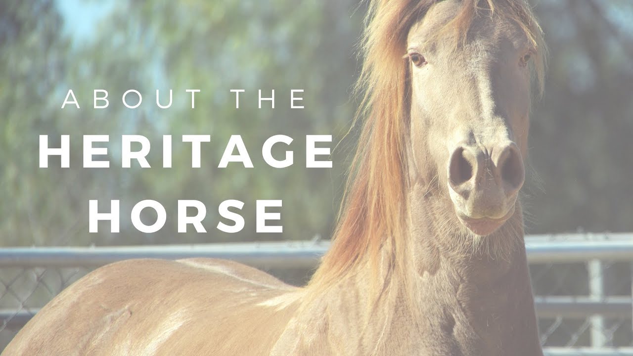 About the Friesian Heritage Horse