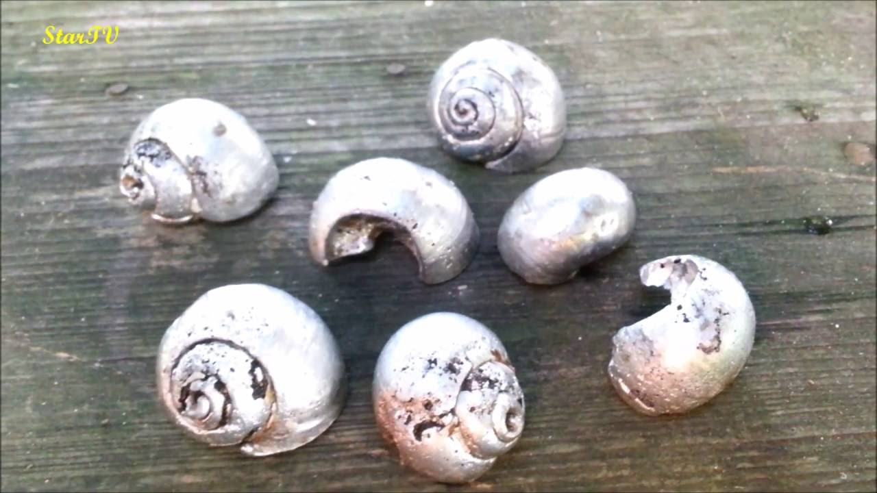 jak wykorzystać muszle po ślimakach odlewy z cyny,odlewanie metalu