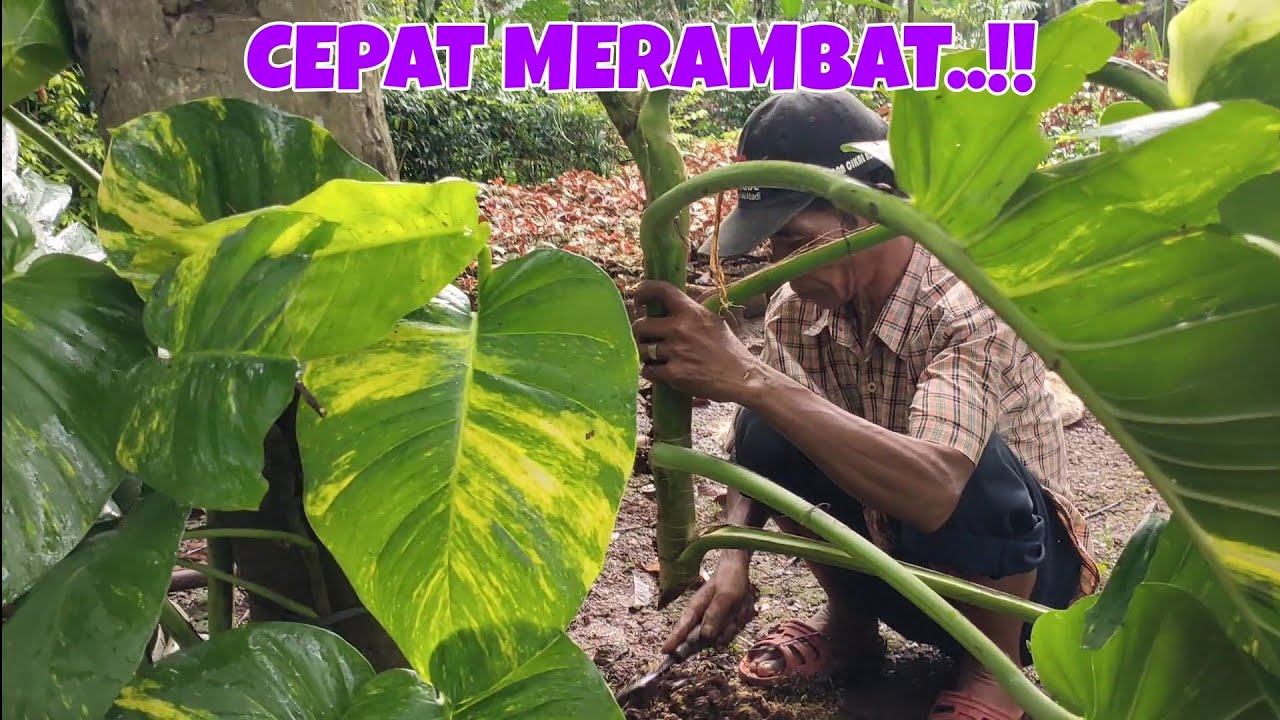 CARA TANAM SIRIH GADING JUMBO DI POHON !!