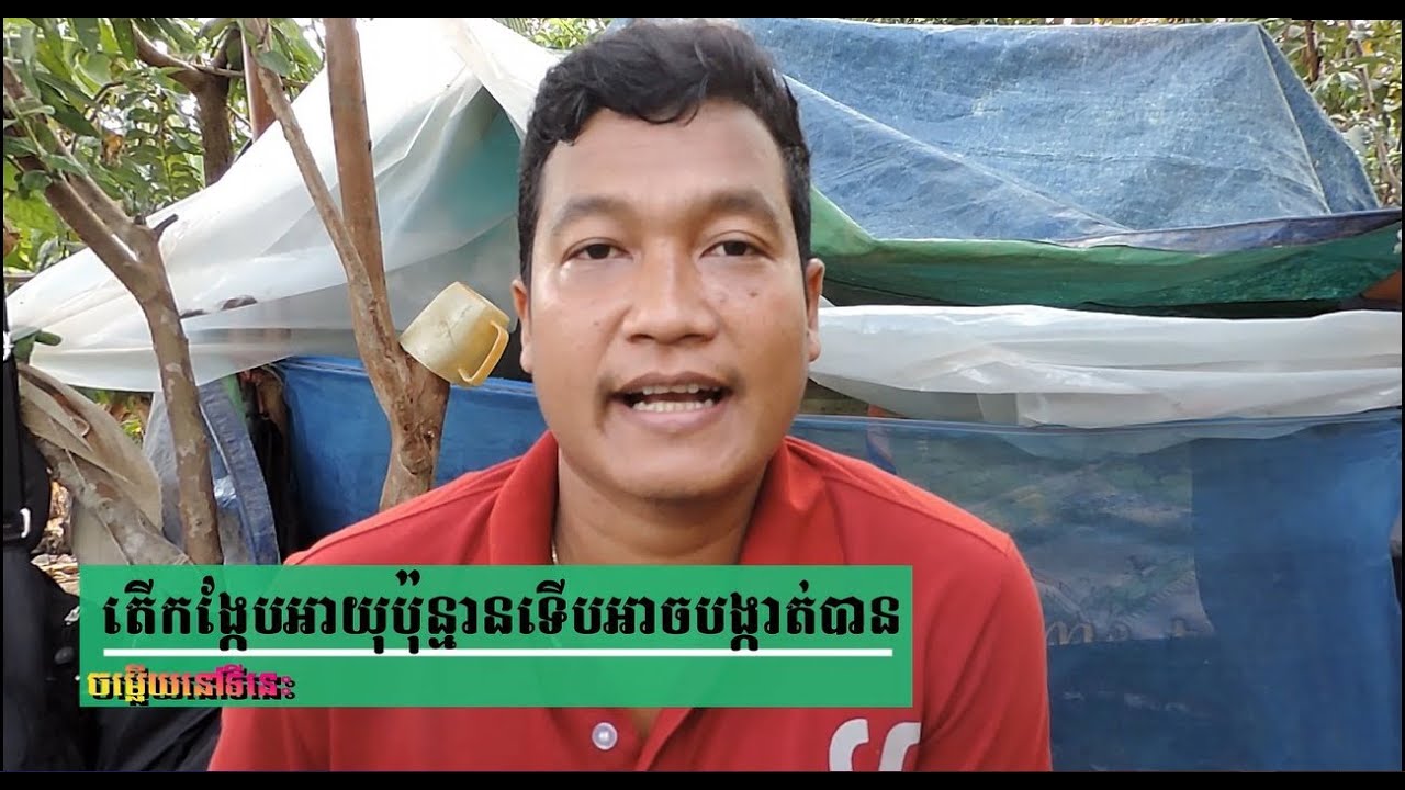 តើកង្កែបអាយុប៉ុន្មានទើបអាចយកមកបង្កាត់ពូជបាន ? How old is the frog fish that can be bred