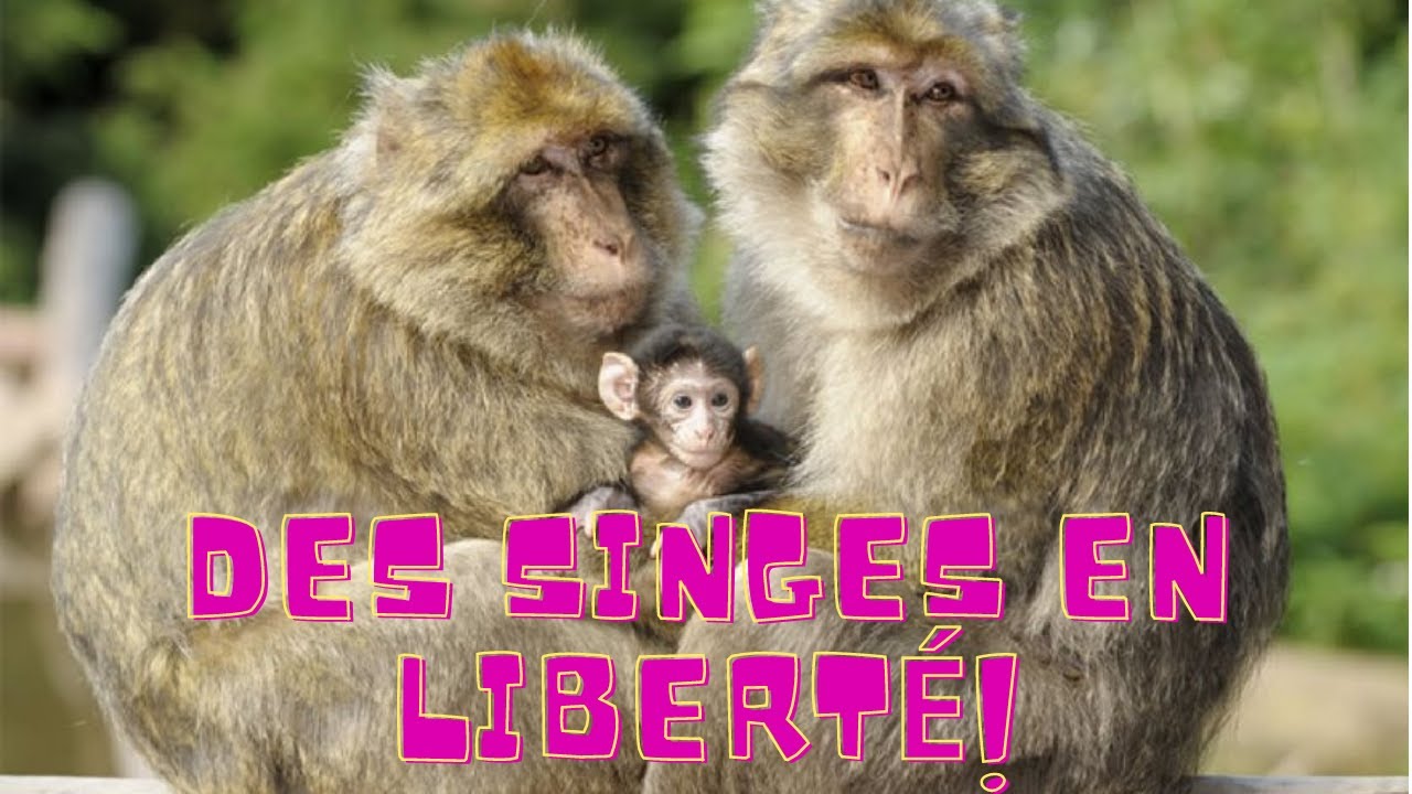 SINGES EN LIBERTE FORET DES SINGES ROCAMADOUR (LOT) FRANCE