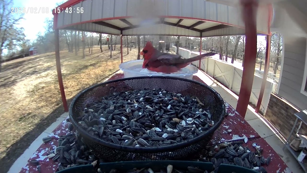 This Cardinal Went All In