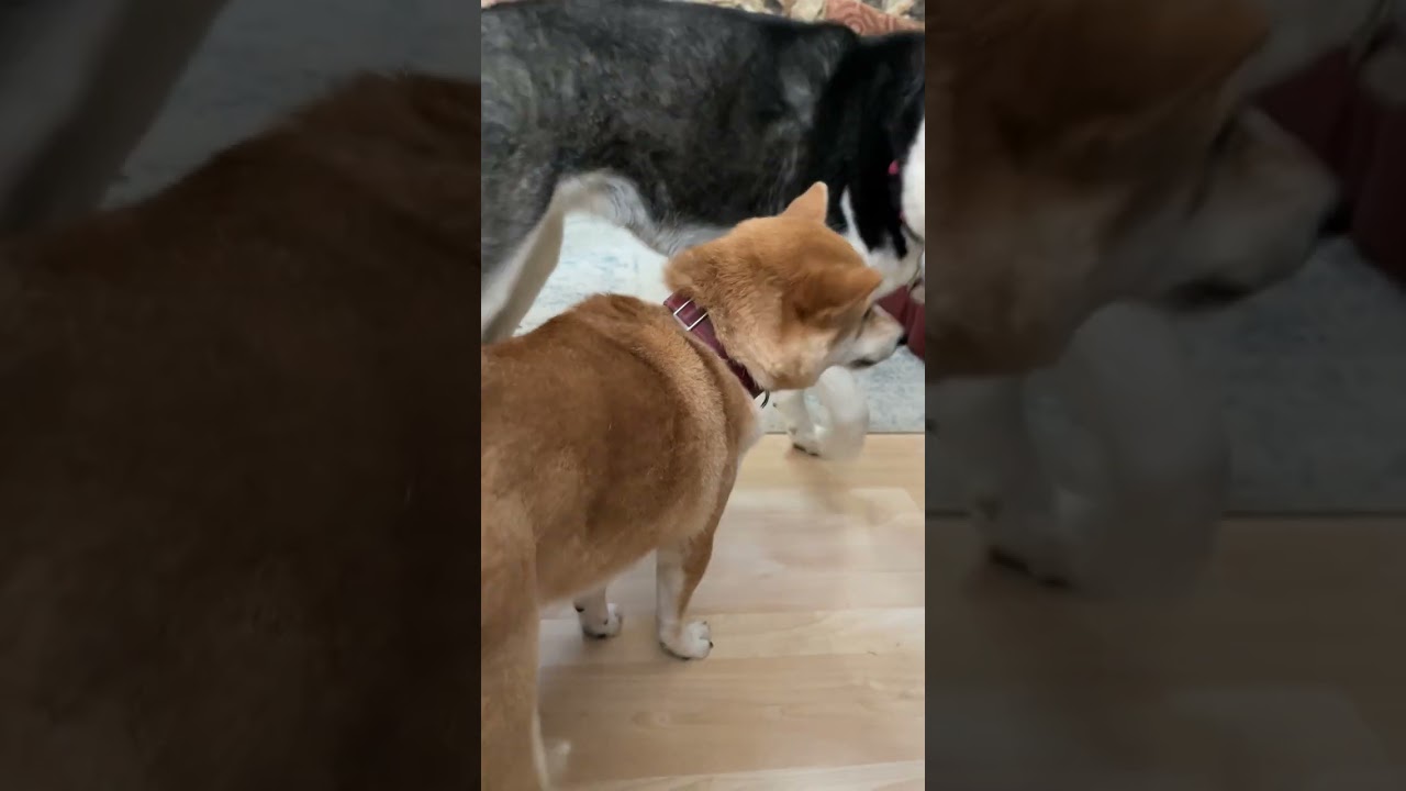 The dog with the most toys wins!😊 #husky #shibainu #dog #cute #funny 