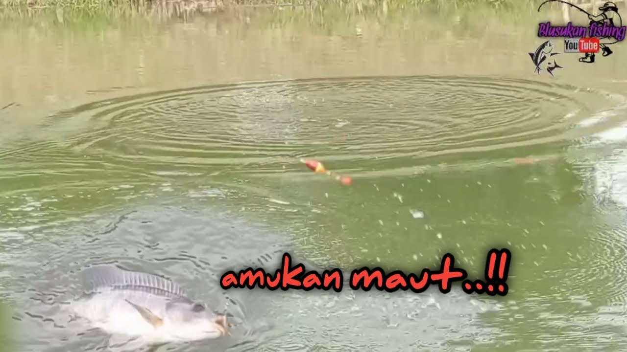NGERI ‼️ AMUKAN IKAN NILA DI TEMPAT INI...!!