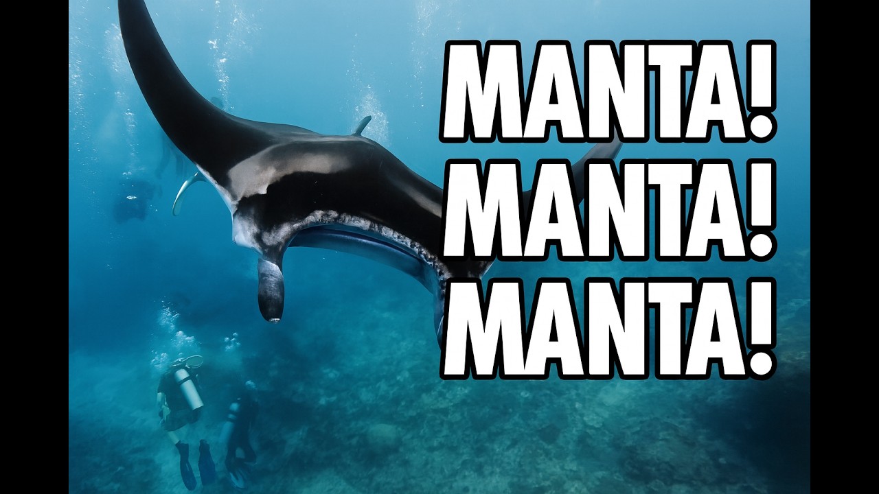 MANTA! MANTA! MANTA!  Nusa Penida Dive Day 1