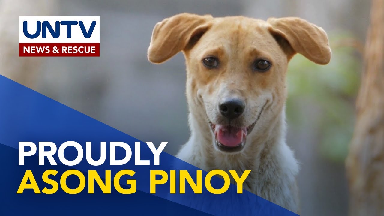 Mga kamangha-manghang katangian ng mga aspin o asong pinoy | Wonders of Creation