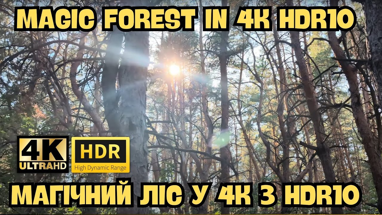 ВОЛШЕБНЫЙ ЛЕС В 4K HDR10 С DRUM&BASE МУЗЫКОЙ