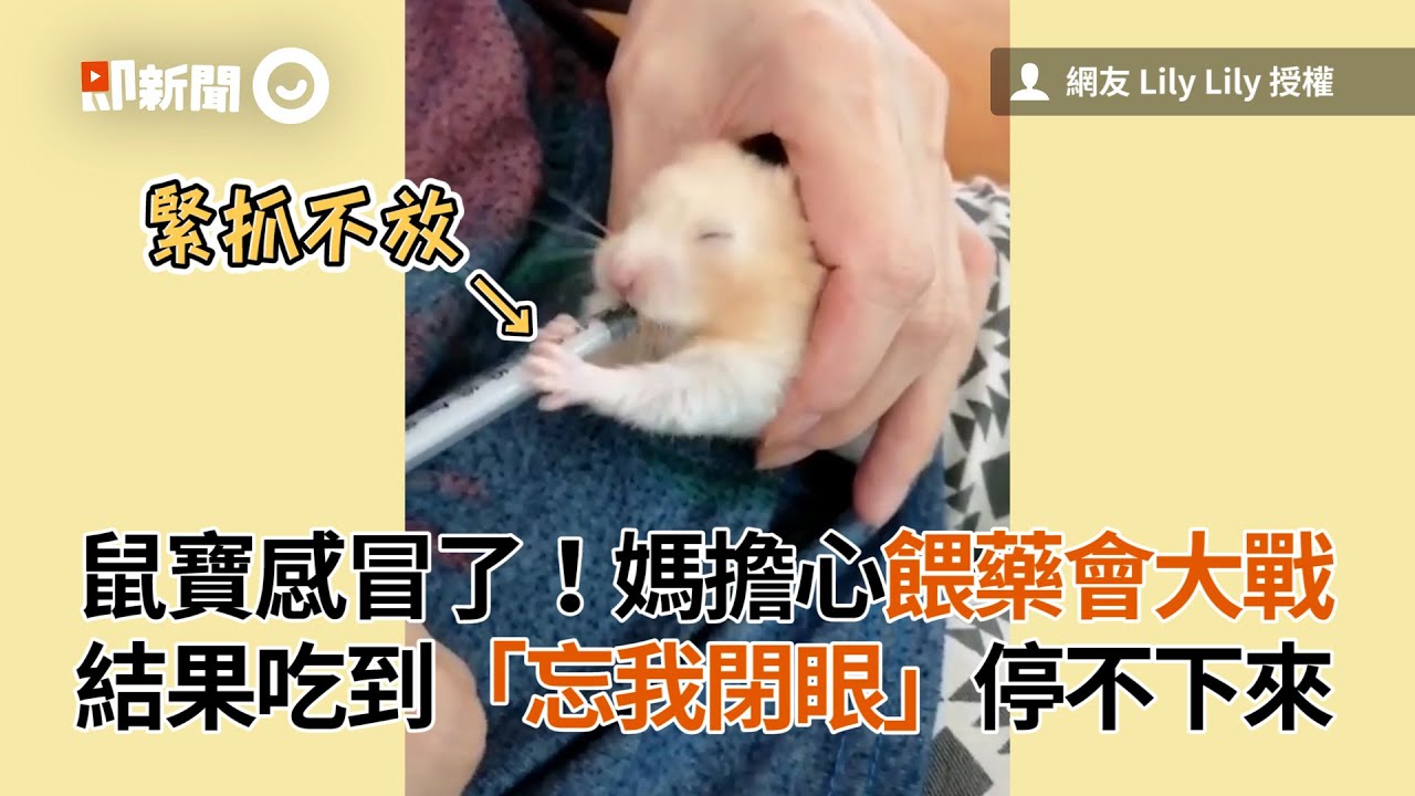 鼠寶吃藥！雙手緊抱藥管「吸到閉眼」停不下來｜寵物動物｜黃金鼠｜餵藥