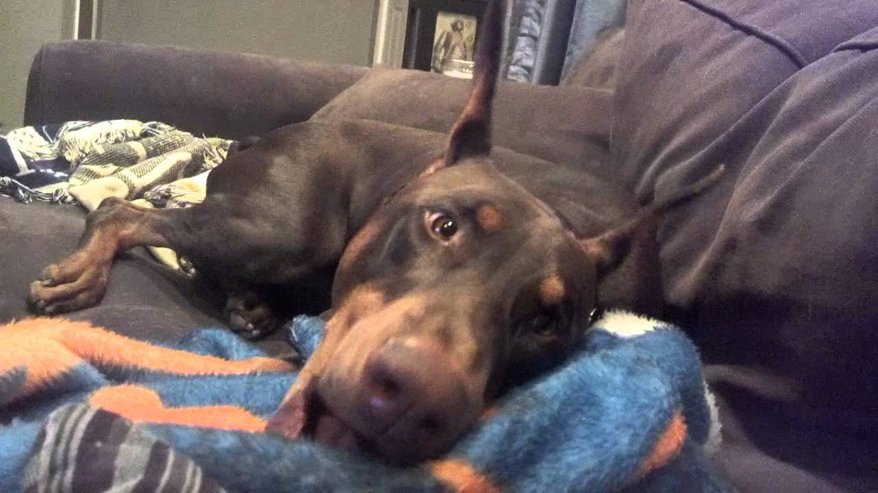 Doberman temper tantrum