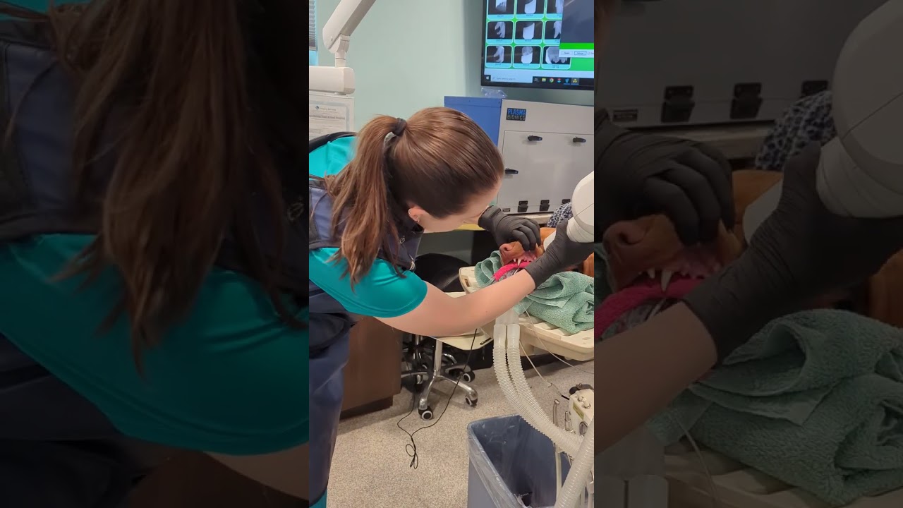 Penn Foster externship 2 Skill 14 dental rads 200 series 