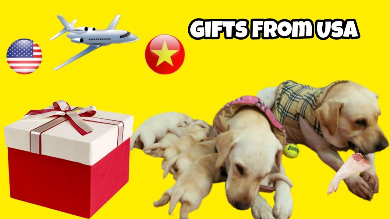 Ngày 10 | Món quà từ USA xa xôi - Fan nhí tặng chân giò heo khổng lồ cho Kim Chi Củ Cải