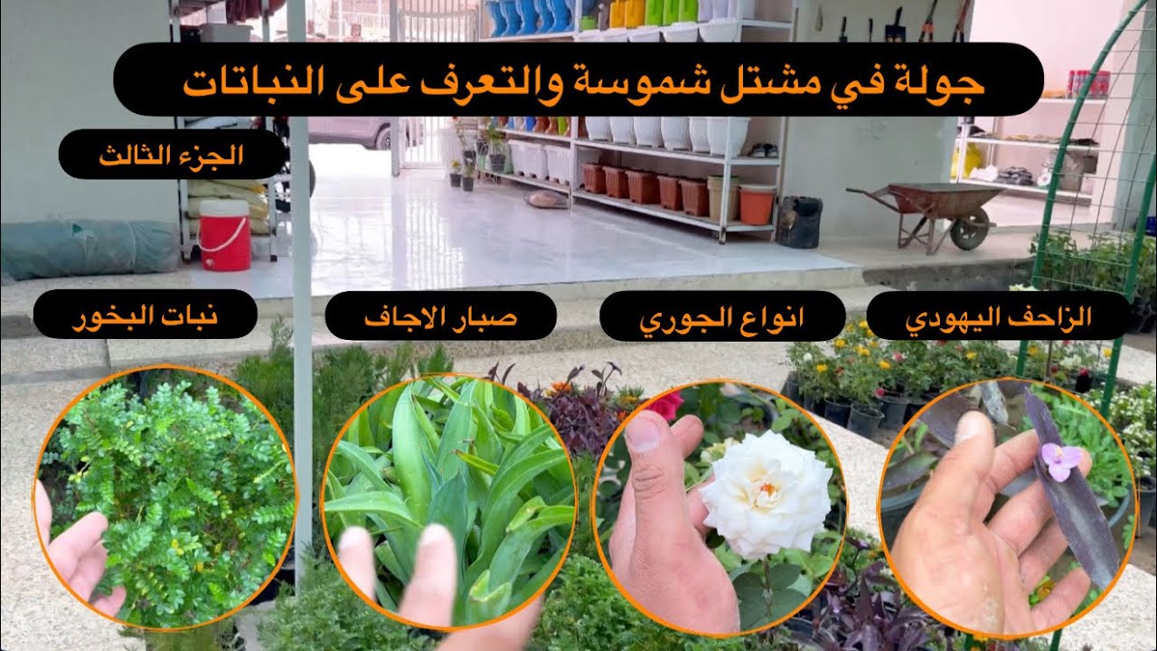 مشتل شموسة|| جولة داخل المشتل والتعرف على انواع النباتات وظروف زراعتها والعنايه بها ||جزء الثالث