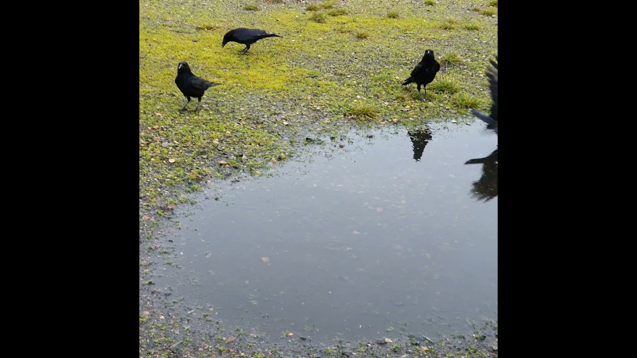 feeding crows on a rainy winter afternoon