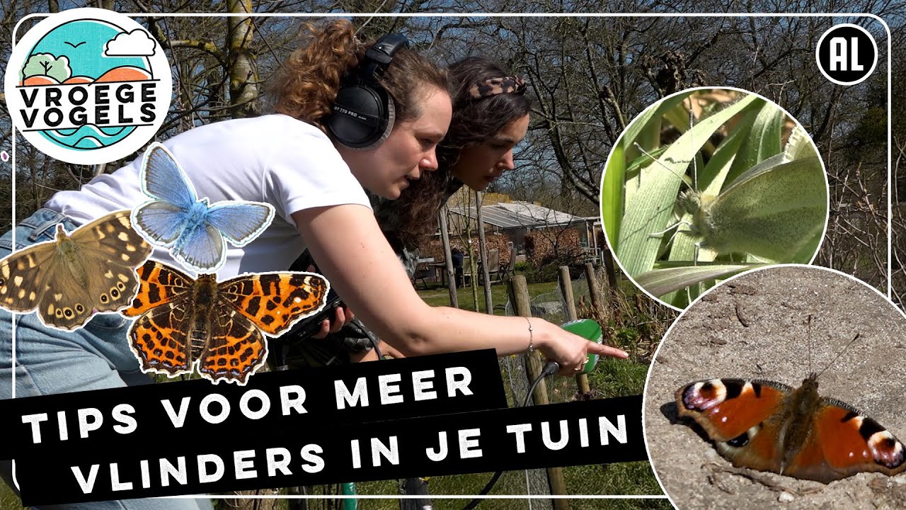 Tips om je tuin vlindervriendelijk te maken | Radio | Vroege Vogels