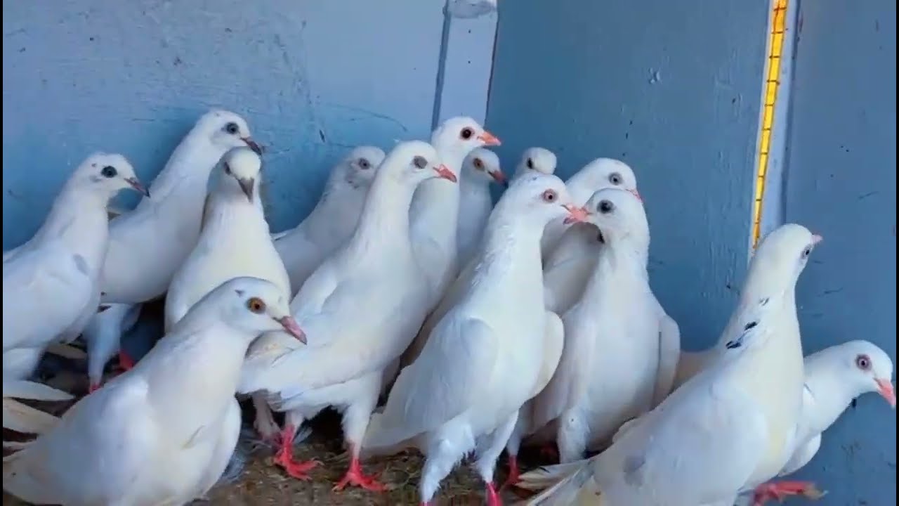 200 rupya punjaabi kabootar for sale 20 Pic sale kabootar sale whatssap no 9118123593 