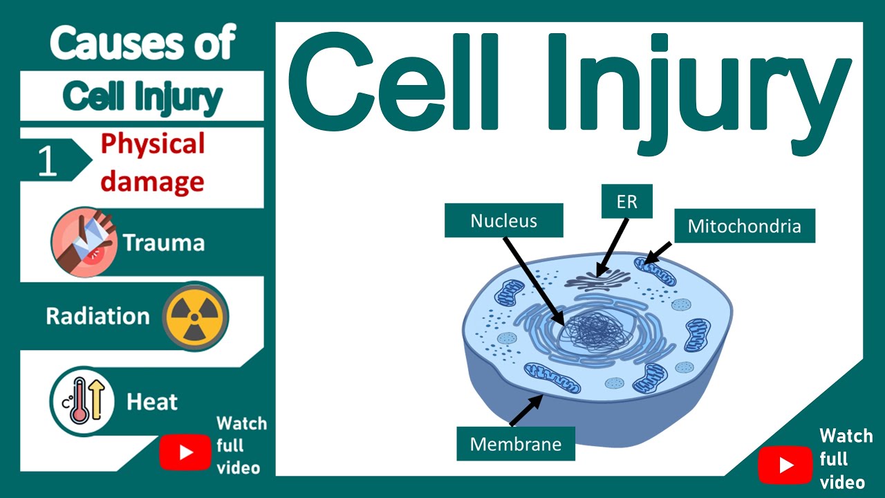 Cell Injury | What are the main causes of cell injury? | Pathology in 1 minute
