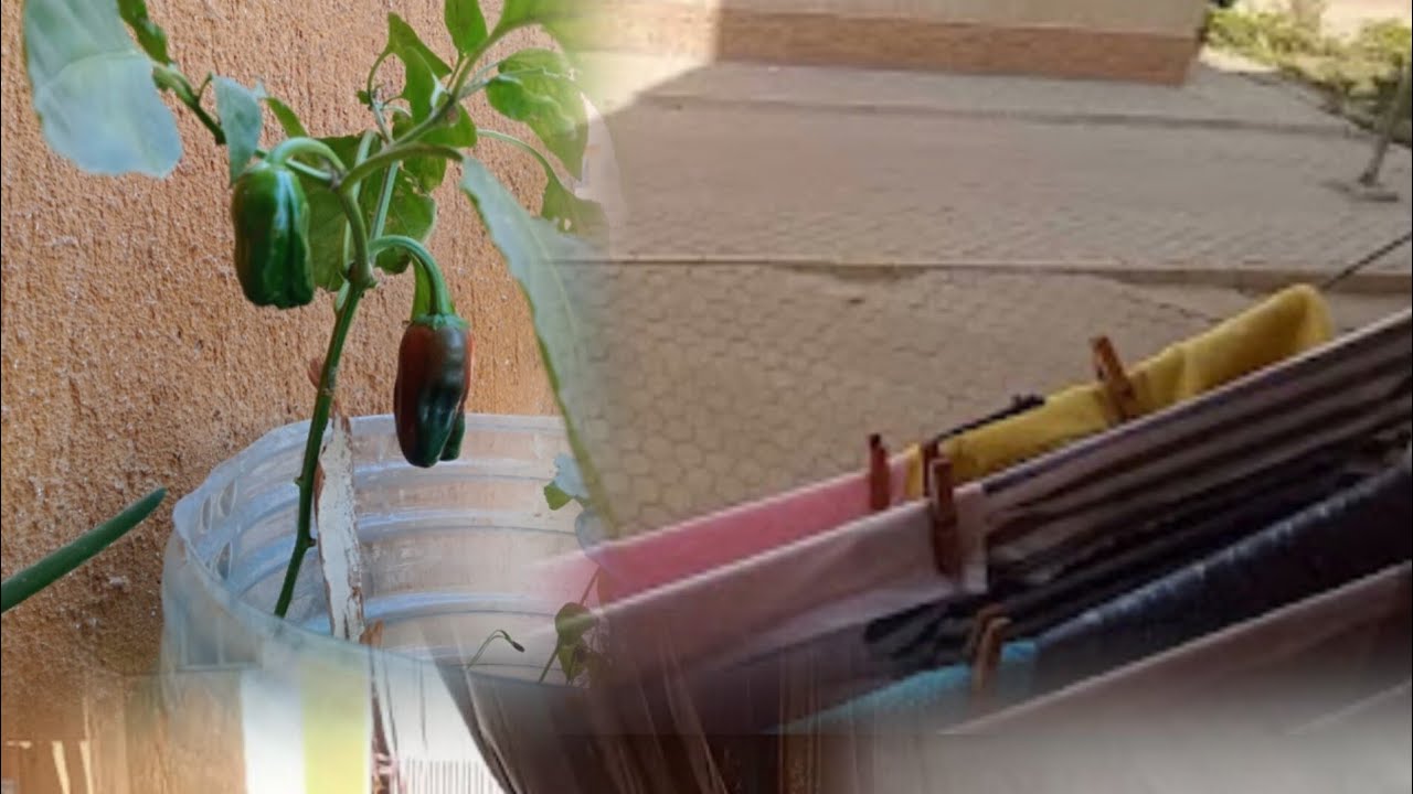 ازاي يومك كله نشاط وحيوية روتيني 👌🌱❤️