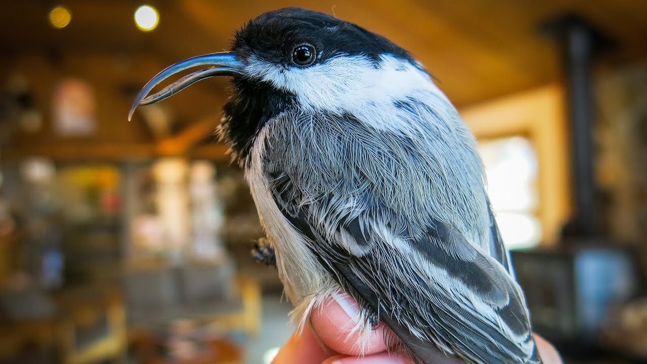 Beak deformities in black-capped chickadees