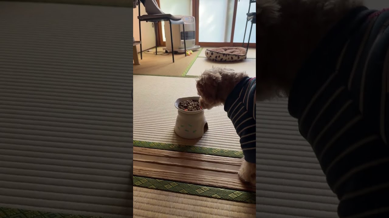 きなこと、たまにごはん『くろねこ』 がライブ配信中！