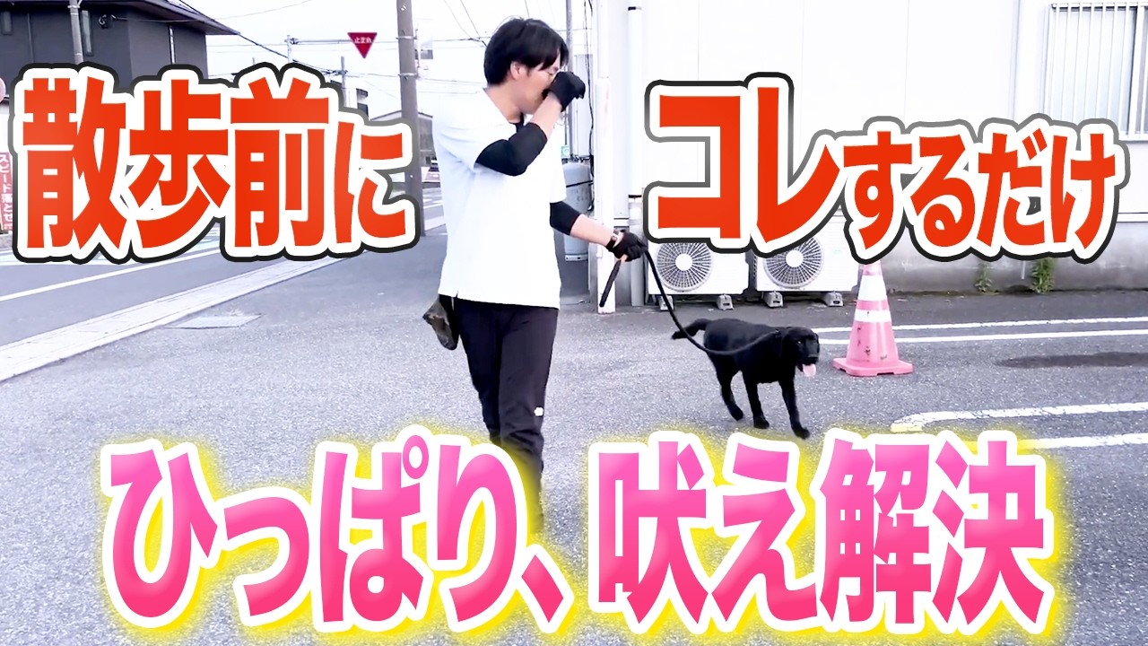 【犬しつけ】散歩のひっぱり、興奮はコレで解決できます【ドッグトレーナー解説】