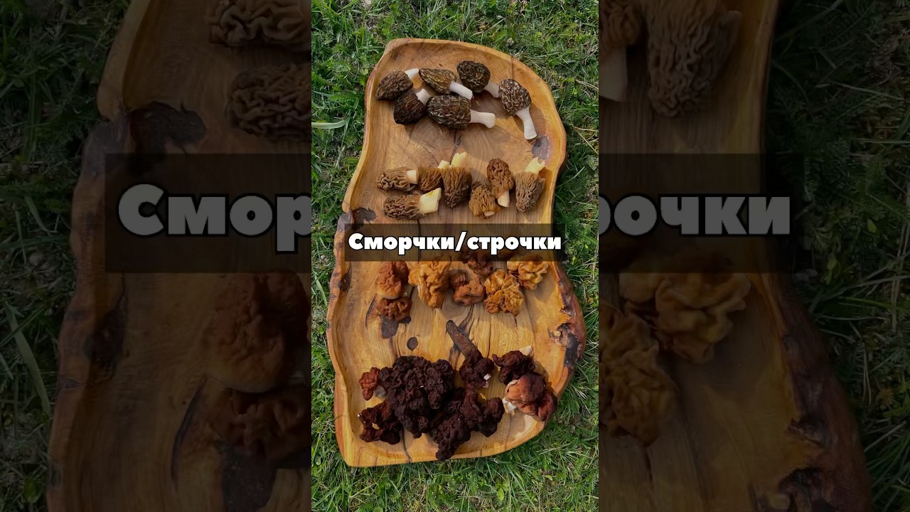 Есть ЯДОВИТЫЙ! ☠️ 🧪 Как отличить сморчки от строчков?