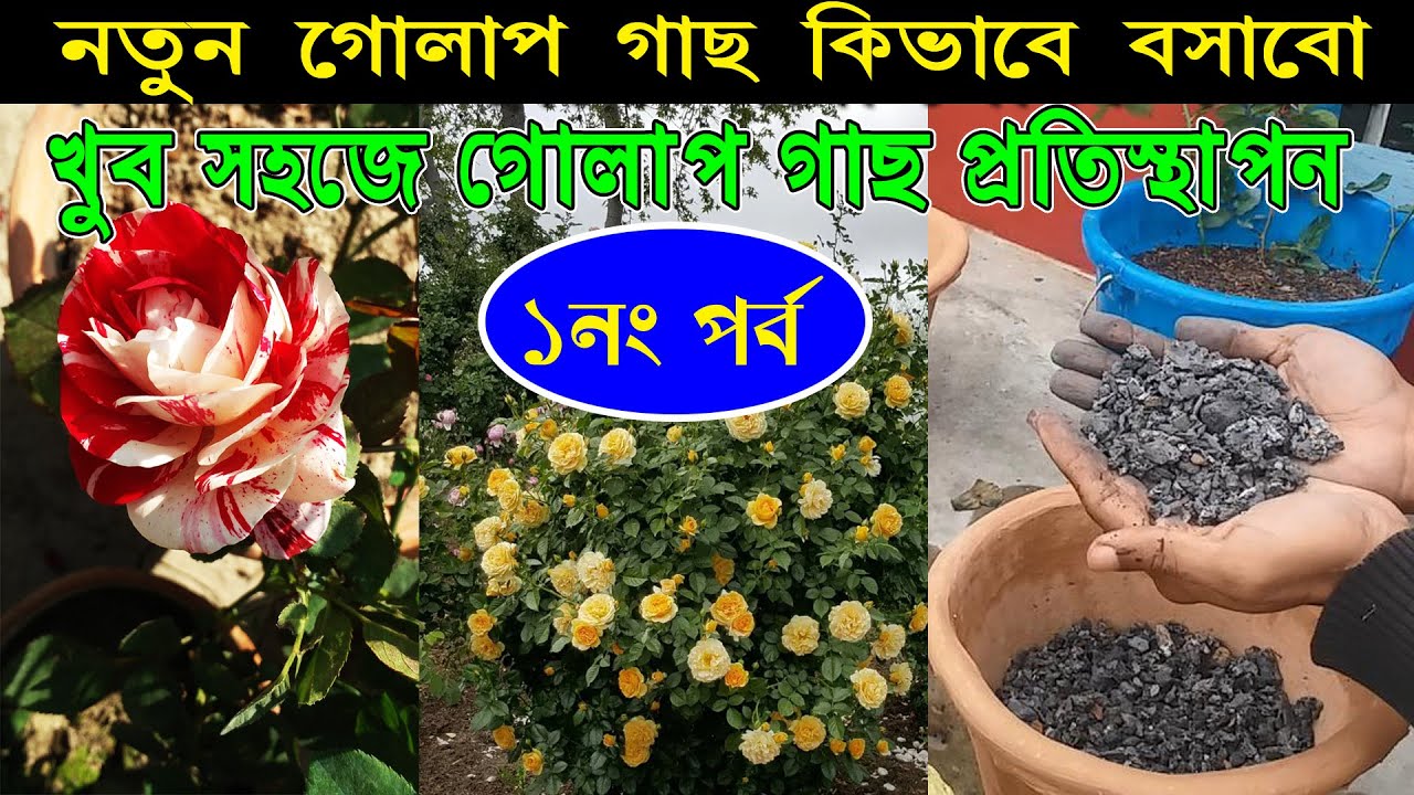 গোলাপ গাছ কিভাবে বসাবেন? Golap Gach kivabe lagabo Soil and Cinde | Golap gach bosanor poddhoti