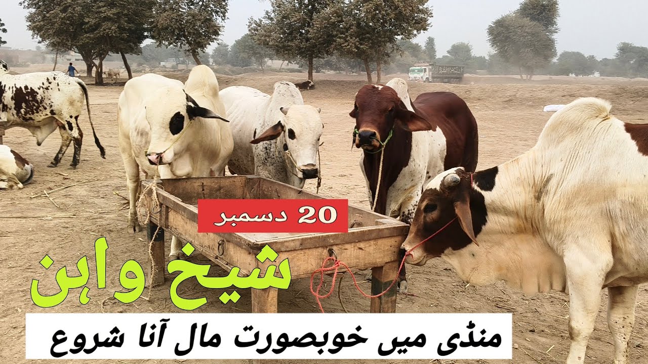 Sheikhwan Mandi 20 December Mall Mandi Ma Ana Start | @MandiBoy8080 | Zeeshan khan 