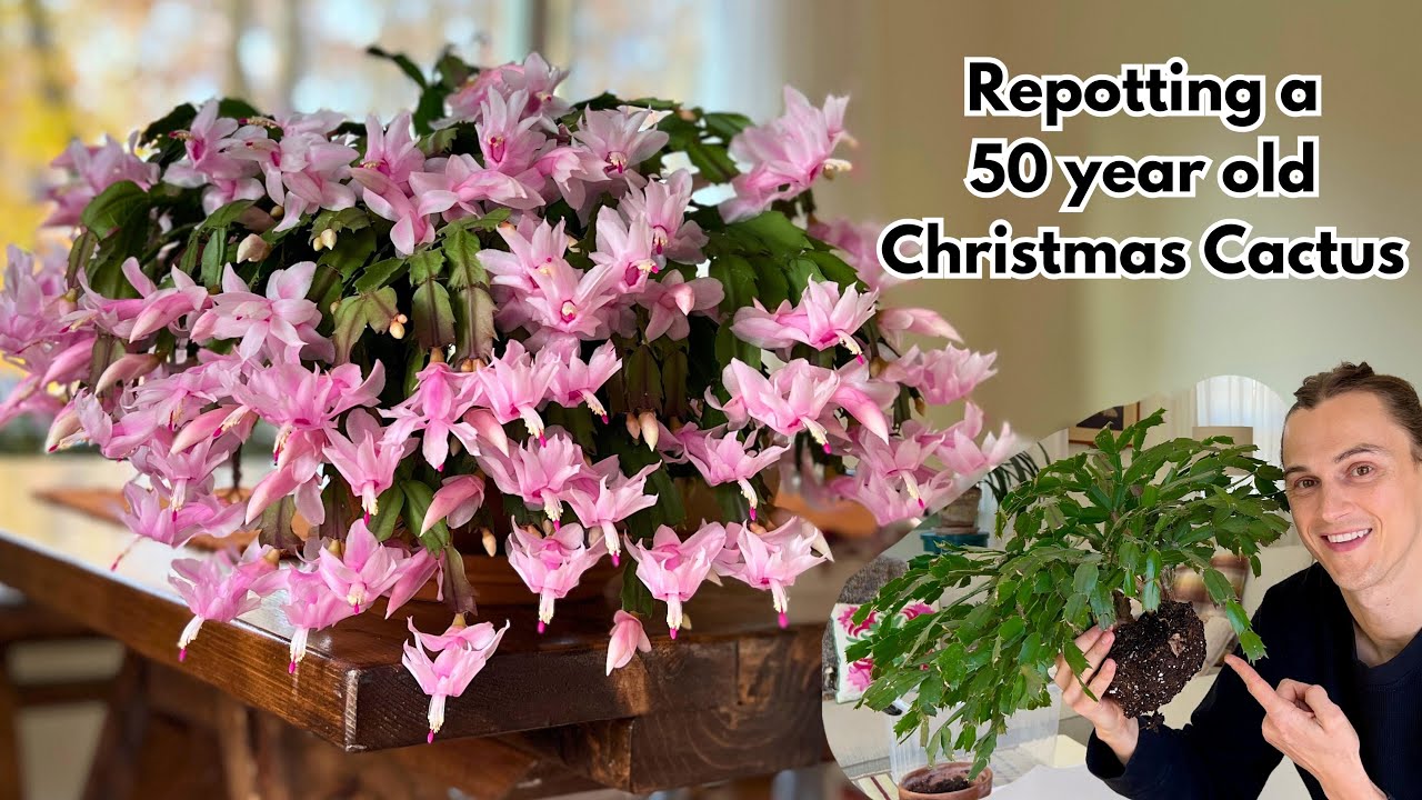 Repotting my Christmas Cactus (Thanksgiving Cactus) - with Root Pruning Tips - Schlumbergera