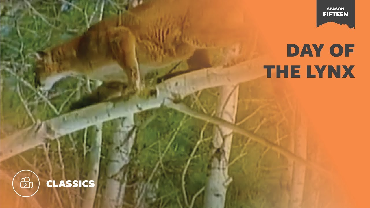 Day of the Lynx | Mutual of Omaha's Wild Kingdom