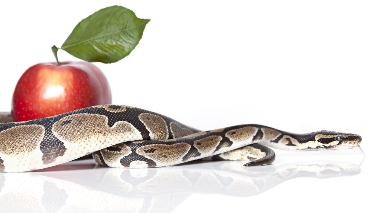 Who Was the Serpent in the Garden of Eden?