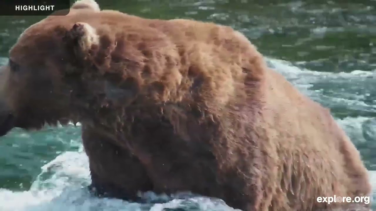 Riffles - Katmai National Park | 2025 Highlights