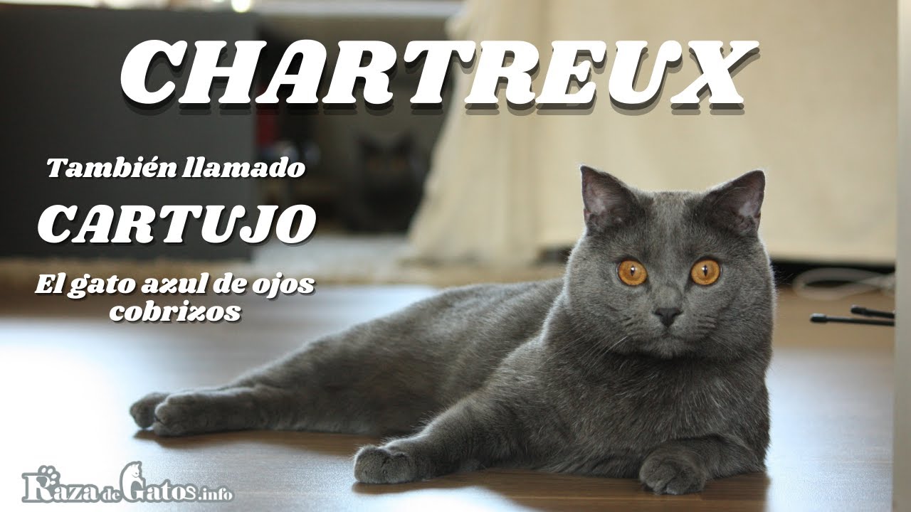 Chartreux 😸 El Gato de la Sonrisa