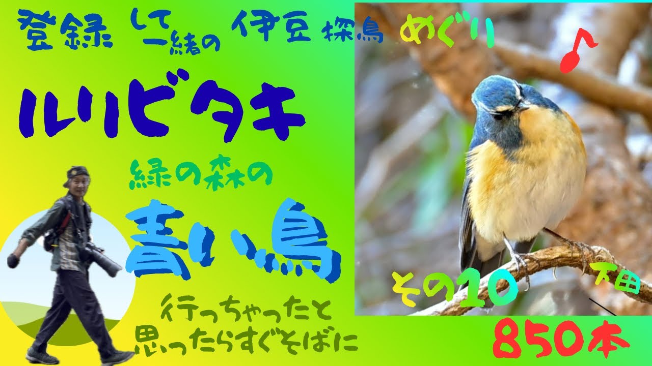 飛び去ったと思ったらすぐそばに　変幻自在のルリビタキ