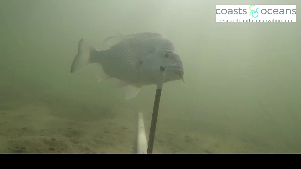 Indexing predation / scavenging around shellfish reefs using standardised field assays (&lsquo;squidpops&rsquo;)