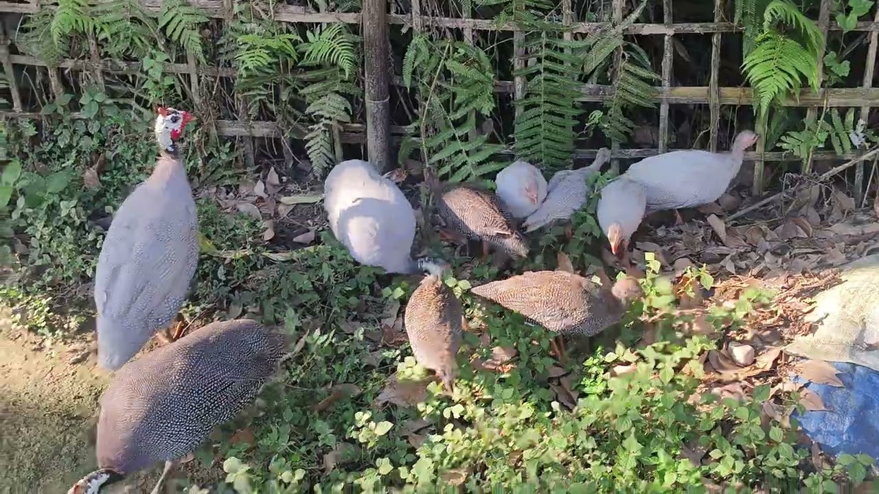 Guinea Fowl Bird Assam