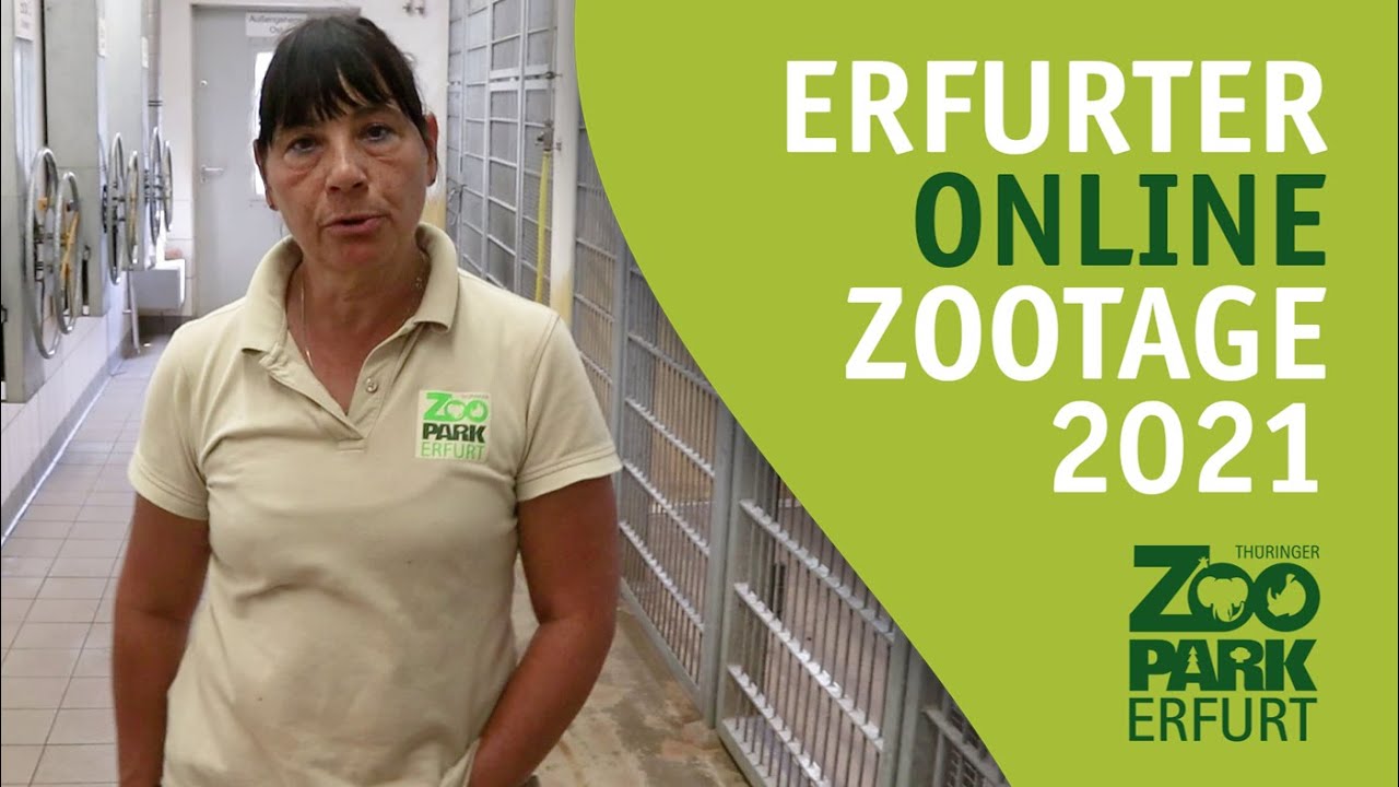 Zootage 2021 - Exklusive Einblicke in das Löwenhaus