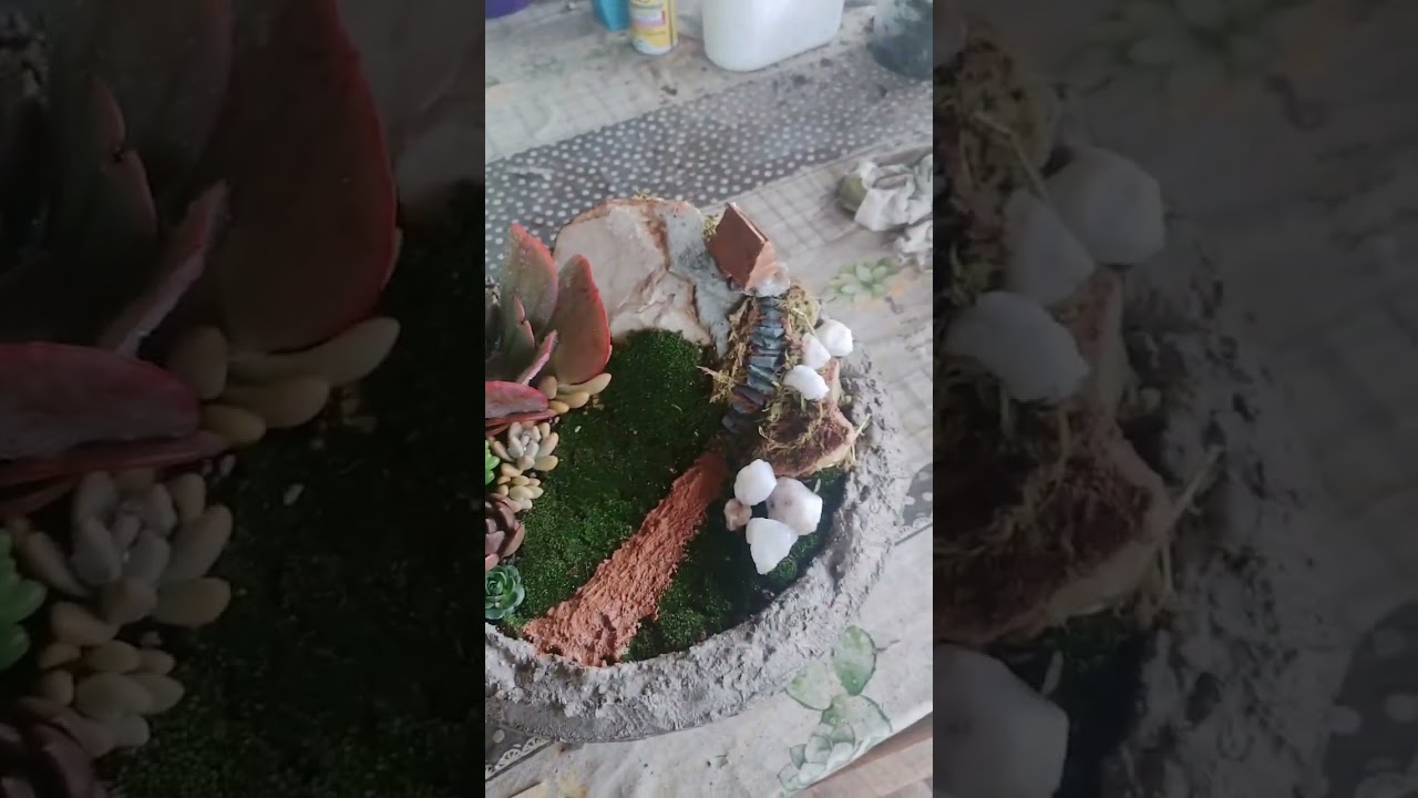 mini Jardim #suculentasbrasil #minijardim #plantasdecasa