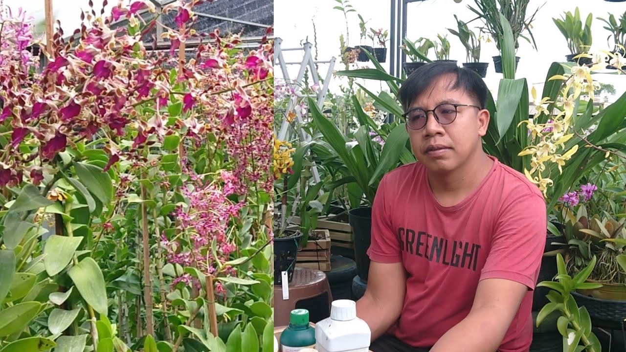 JOSS tips tumbuh Sehat, merawat anggrek full sun full rain,pupuk anggrek agar subur lekas berbunga 