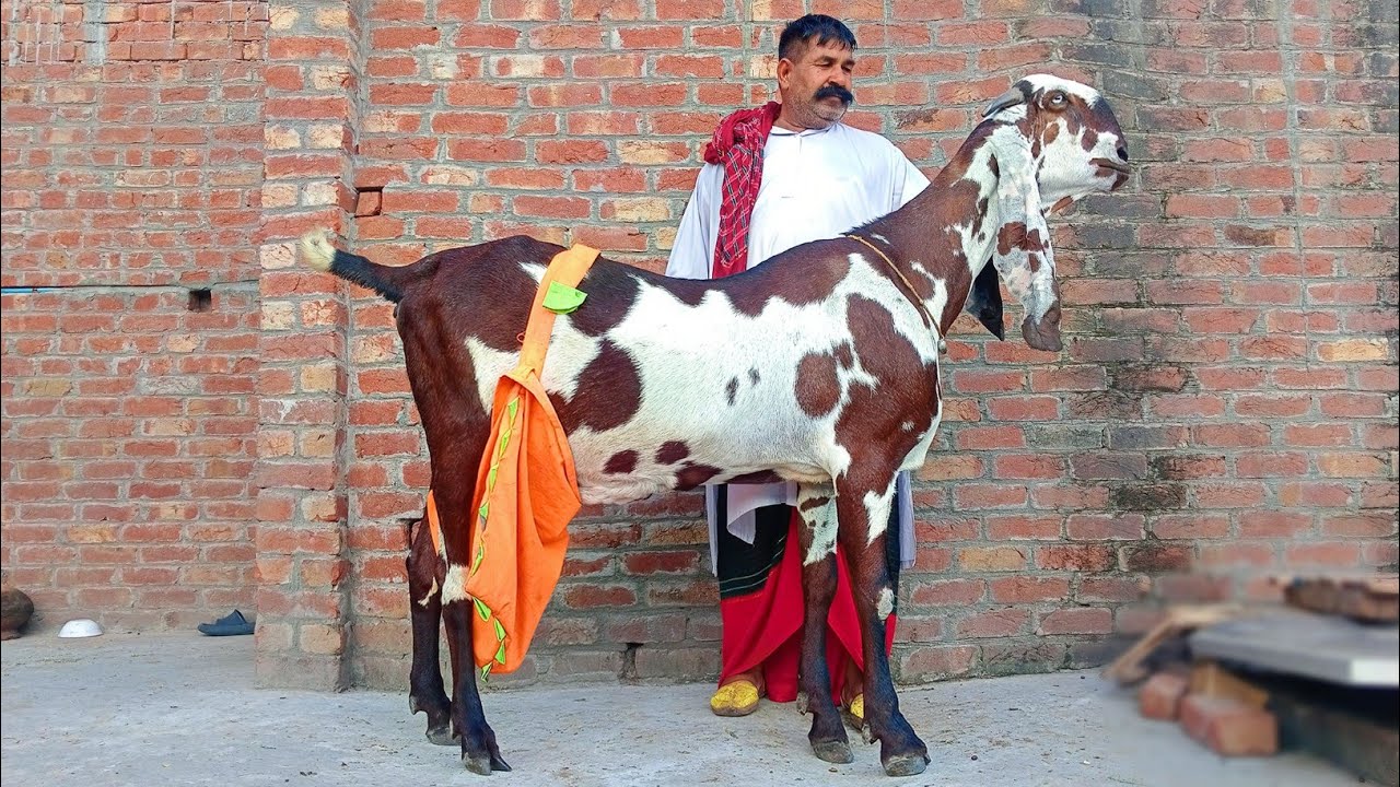 Big Size Beetal Goat Of Ali Bhai In Gujranwala - Goat With 44 Inches Height