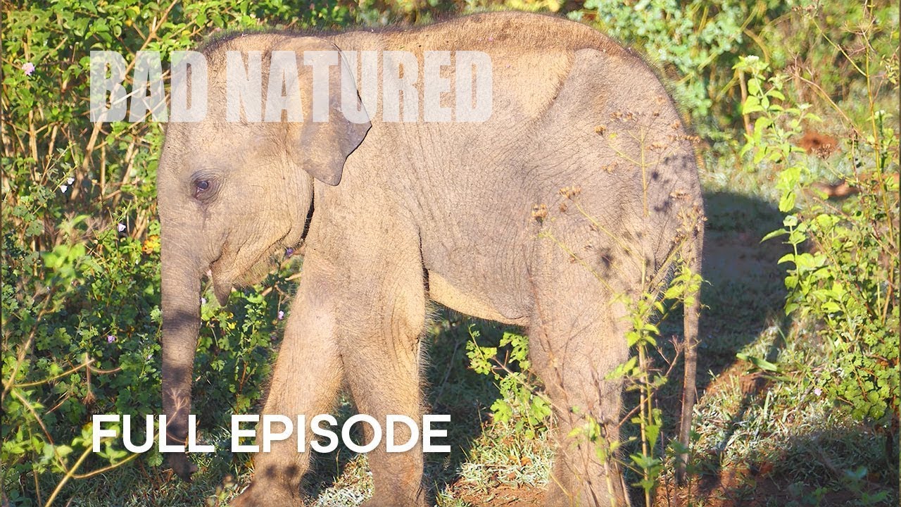 Baby Elephant Abandoned by Mother | Bad Natured | BBC Earth