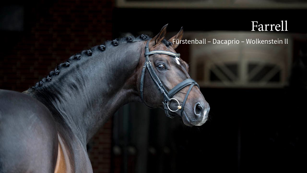 Blue Hors Farrell 2019