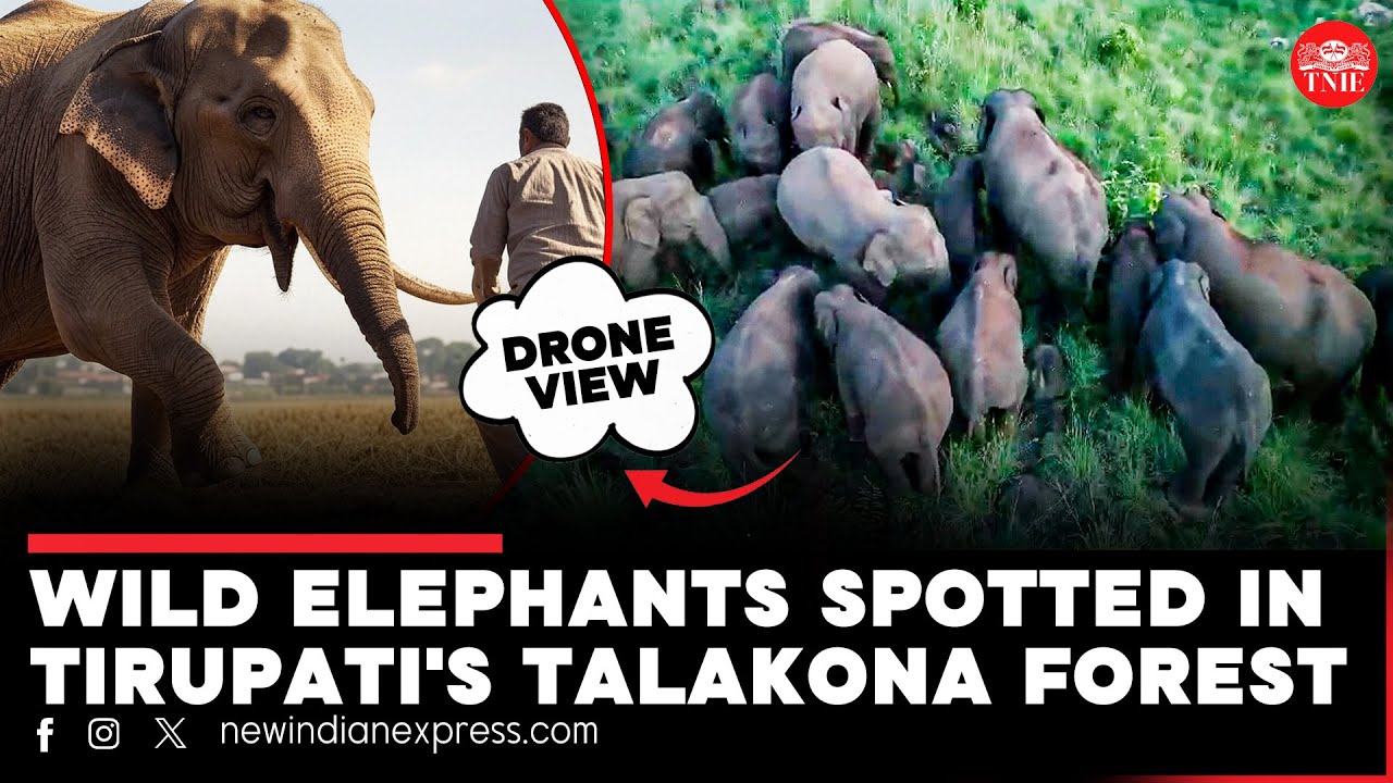 After farmer trampled to death in AP, forest dept tracks wild elephant herd with drones