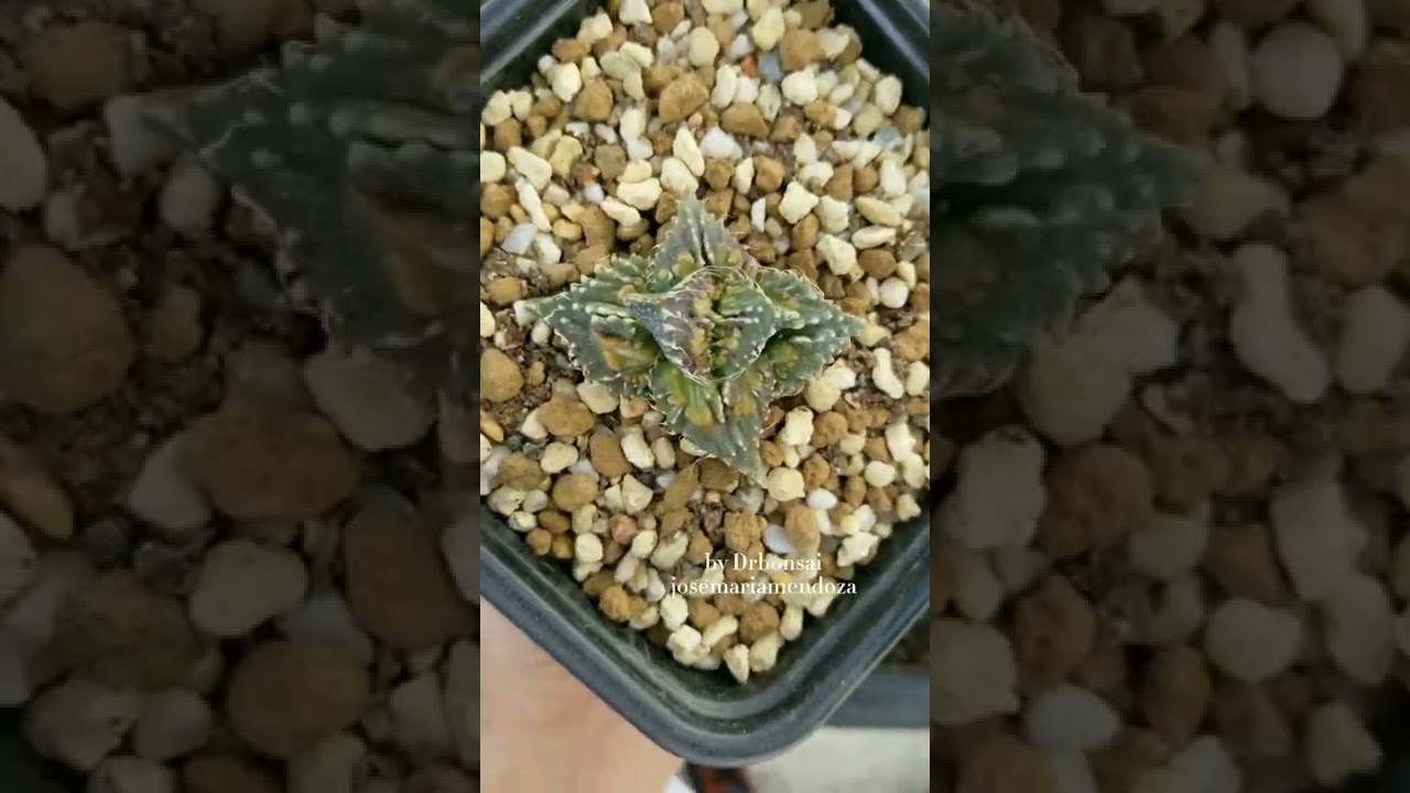 faucaria s&uacute;per warty  by Drbonsai
