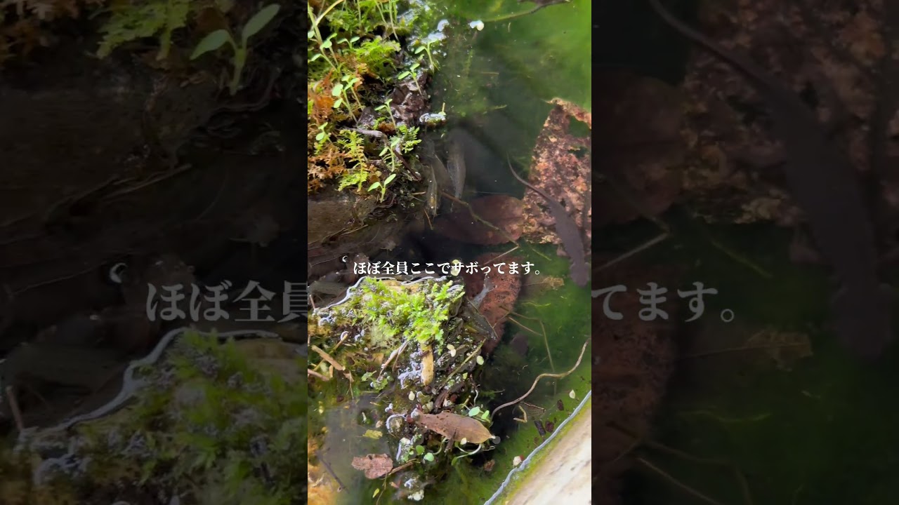 エビを100匹入れてから13日目。 #アクアリウム #ビオトープ #メダカ #エビ #自然界隈