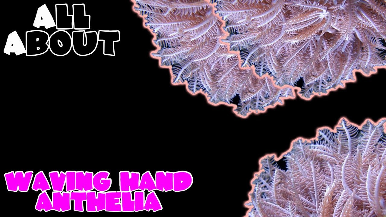 All About The Waving Hand Anthelia