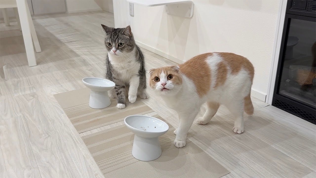 留守番中にペース配分を間違ってごはんを完食しちゃった猫たちがこうなってました…