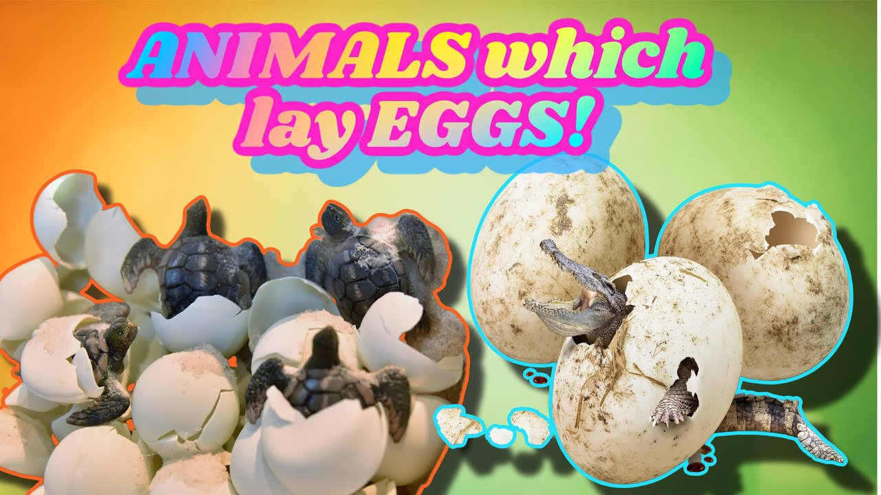 Animals which lay eggs educational learning videos for kids preschooler children.