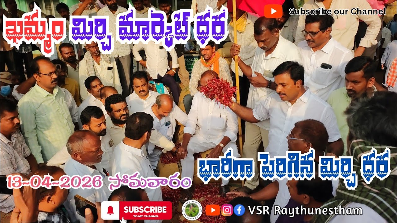13/04/2026 khammam mirchi market price khammam mirchi market today #dharalu #mirchi#mirchiratetoday
