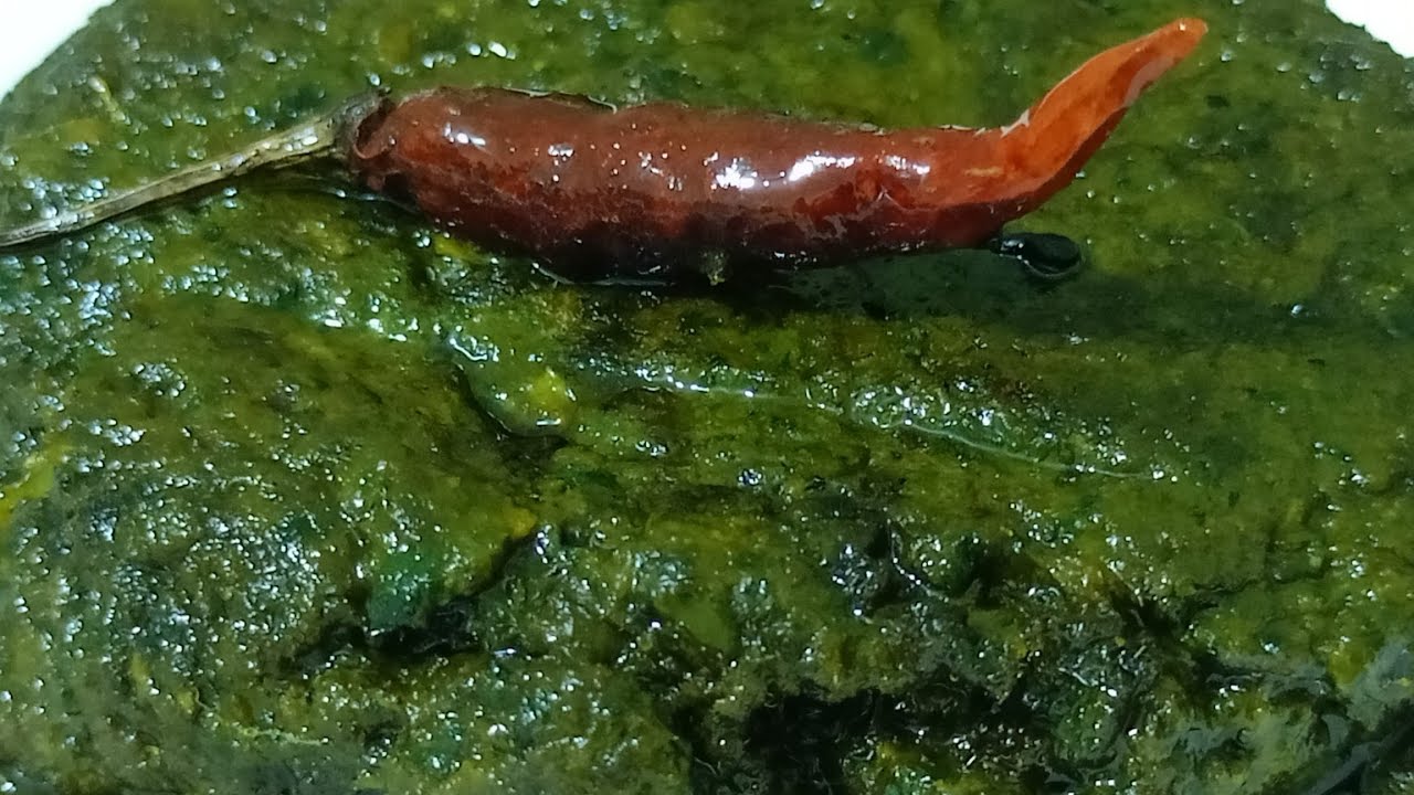 গ্রাম্য প্রদ্ধতিতে বানানো লাউ পাতা বাট ll Lau pata bata recipe in bangla 