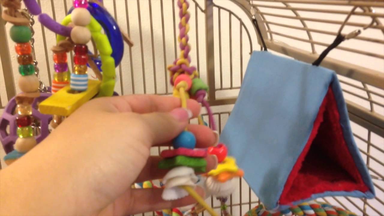 Kiwi's Updated Cage Tour